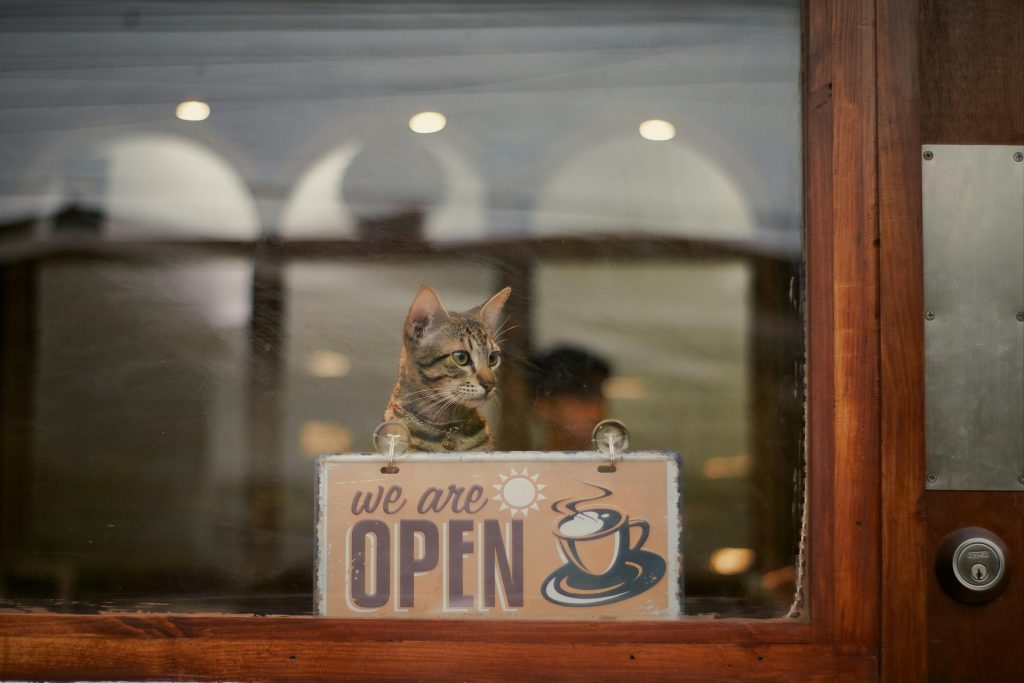 A cute tabby cat sits behind a coffeehouse window, peering over an 'Open' sign.